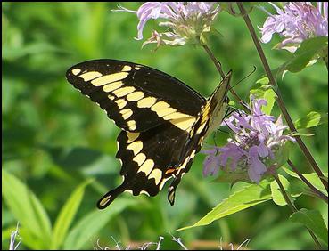 giant swallowtail butterfly range