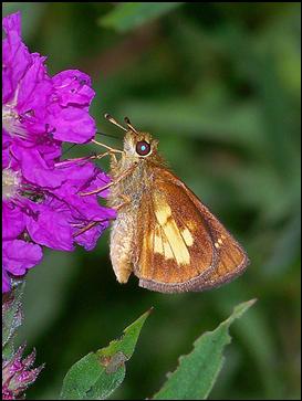 Mulberry Wing