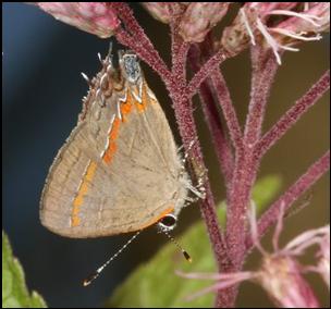 redbanded hairstreak - Calycopis cecrops (Fabricius)